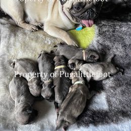 Pug Puppies from Pugalittlefoot