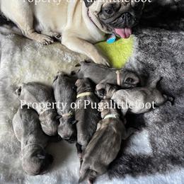 Pug Puppies from Pugalittlefoot