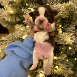 Girl 1 - Liver and white female Shih Tzu puppy in Kodak, Tennessee from Cutshall Babies