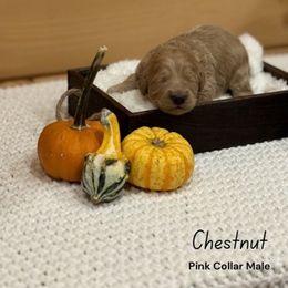 Boy 1 - Parti male Goldendoodle puppy in Voluntown, New York from Barnwood Doodles