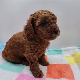 Star - Red  female Poodle puppy in Kannapolis, North Carolina from Carolina Great Danes & Toy Poodles