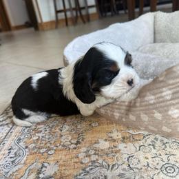 Tri Girl 1 - Tri-color female Cavalier King Charles Spaniel puppy in Raymondville, Missouri from Puppy PlayPen