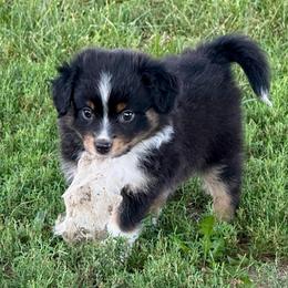Radish - Black tri male Miniature Australian Shepherd puppy in Mc Lean, Illinois from Kickapoo Creek Toy & Mini Aussies
