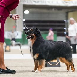 Wyatt - Australian Shepherd