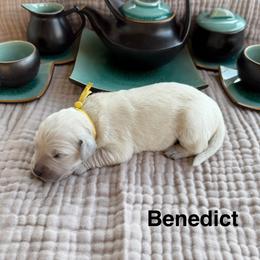 Benedict - Light golden male Golden Retriever puppy in Conroe, Texas from Tails of Cypress