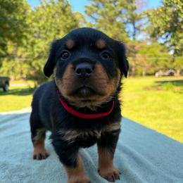 Red collar female - Black and mahogany female Rottweiler puppy in Birmingham, Alabama from K&B Rotts