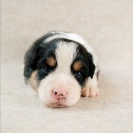 Liberty - Black tri-color female Australian Shepherd puppy in Aberdeen, North Carolina from Huckleberry Hill Aussies LLC.