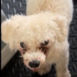 Butter - Bichon Frise