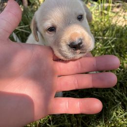 Finn - Yellow male Labrador Retriever puppy in Goldendale, Washington from Mountain View Kennels