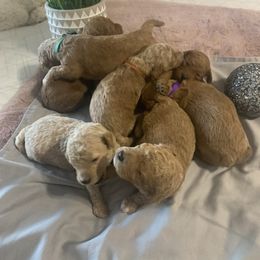 Goldendoodle Puppies from Puppy Paws