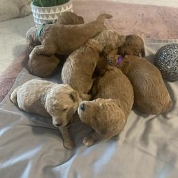 Goldendoodle Puppies from Puppy Paws