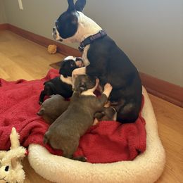 Boston Terrier All Grown Up from Smith Sister Kennels