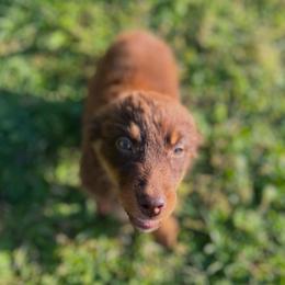 Ember - Red tri-color female Australian Shepherd puppy in Albertville, Alabama from Salt Creek Aussies
