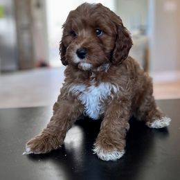 Cavapoo and Whoodle Puppies from Perfect Pawzabilities