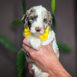 Denver - Parti male Double Doodle puppy in Cleveland, Tennessee from Edgewater Doodles & Designer Pups