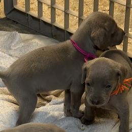 Weimaraner Puppies from Von Luchbach Weimaraners