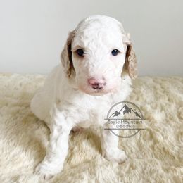 Goldendoodle Puppies from Eagle Mountain Doodles
