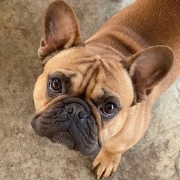 Tater - French Bulldog