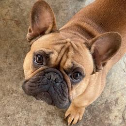 Tater - French Bulldog