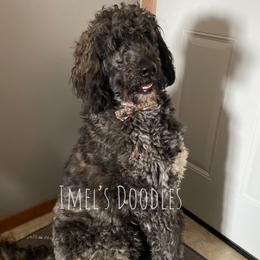 Cali - Bernedoodle