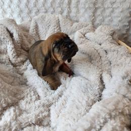 Helpful - Brown black and white male Basset Hound puppy in Big Rapids, Michigan from Basket Hound Bassets