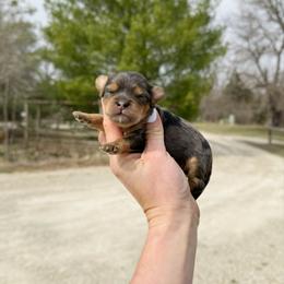 Lola F1b - Merle female Cavapoo puppy in Wamego, Kansas from Doodles of Oz