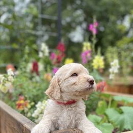 Goldendoodle Puppies from O’Doodle Clan Goldendoodles