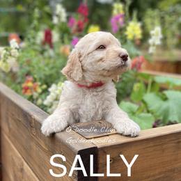 Goldendoodle Puppies from O’Doodle Clan Goldendoodles