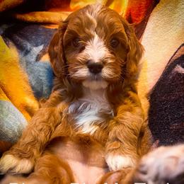 Ms Teal - Red female Cavapoo puppy in Maple Grove, Minnesota from Honey Bit Kennels