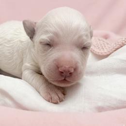 Dolly - Cream female Goldendoodle puppy in Clifton, Arizona from Denim & Doodles