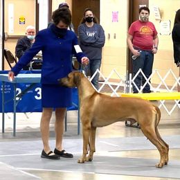 Rhodesian Ridgeback Puppies from Aziza Ridgebacks