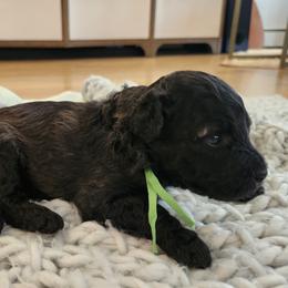 Mr Green - Fawn male Pumi puppy in Albuquerque, New Mexico from Marylynn's Pumis