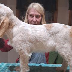 Girl 1 - Spinone Italiano puppy in Alachua, Florida from Asperida Dachshunds and Spinoni