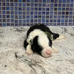 Bugsy - Black and white male Sheepadoodle puppy in Chesapeake, Virginia from Doodle-Cove