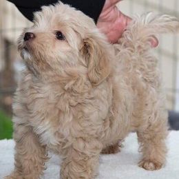 Havanese from Solstice Havanese