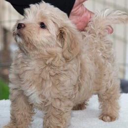Havanese from Solstice Havanese