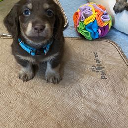 Blue Collar - Dachshund puppy from Cherished Dachshunds