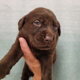 Labrador Retriever Puppies from Blackwoods Labradors