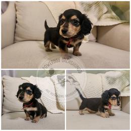Zinnia - Black and cream female Dachshund puppy in Dighton, Massachusetts from Powerdox Dachshunds