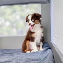 Sunny - Red tri male Toy Australian Shepherd puppy in Hillsboro, Kansas from Hotmess of Aussies