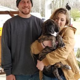 Great Dane Puppies from Broken Arrow Danes