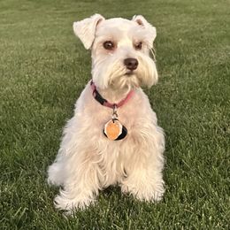 Missy - Miniature Schnauzer
