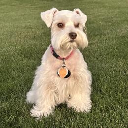 Missy - Miniature Schnauzer