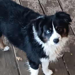Miniature Australian Shepherds from D & B Aussies