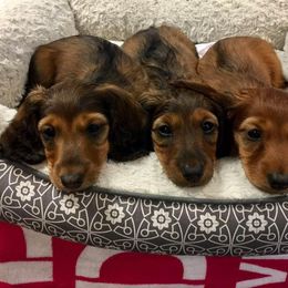 Dachshund Puppies from Sandstone Dachshunds
