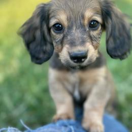 Lainey - Cream female Dachshund puppy in Wytheville, Virginia from Weenie Haven