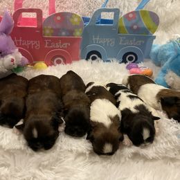 Shih Tzu Puppies from Be Dazzled Shihtzu