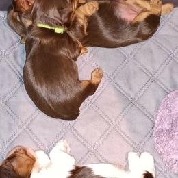 Yorkshire Terrier puppies from Misty Butts