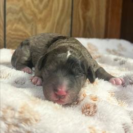 Toffee - Merle female Goldendoodle puppy in Pittsburg, Texas from Grace Springs Goldendoodles
