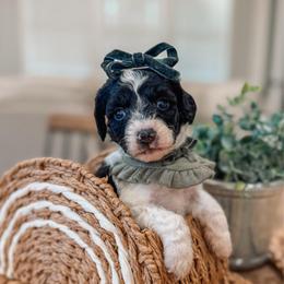 Lula - Parti female Goldendoodle puppy in Iola, Texas from Supreme Doodles of Texas